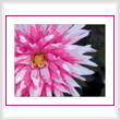 cross stitch pattern Darling Dahlias