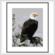 cross stitch pattern Watchful Eagle