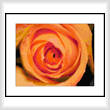 cross stitch pattern Elegant Rose