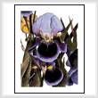 cross stitch pattern My Iris Garden