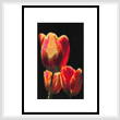 cross stitch pattern Tulip Trio