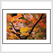 cross stitch pattern Fall Colors