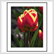 cross stitch pattern Love Tulips