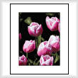 cross stitch pattern Pink Tulips In Bloom I