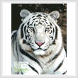 cross stitch pattern White Tiger