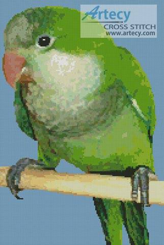 cross stitch pattern Quaker Parrot