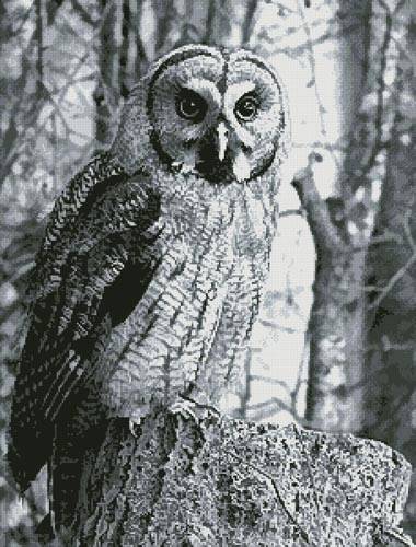 cross stitch pattern Owl Photo Black and White