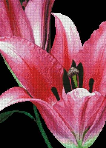 cross stitch pattern Pink Lily