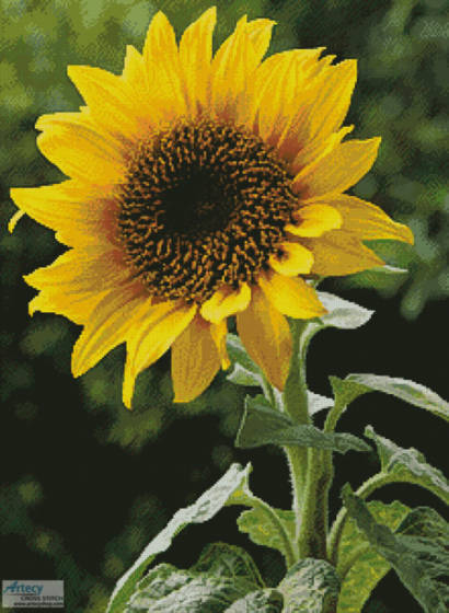 cross stitch pattern Sunflower (Large)