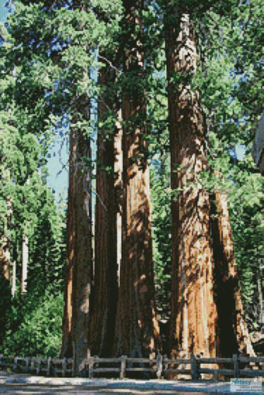cross stitch pattern Redwood Trees