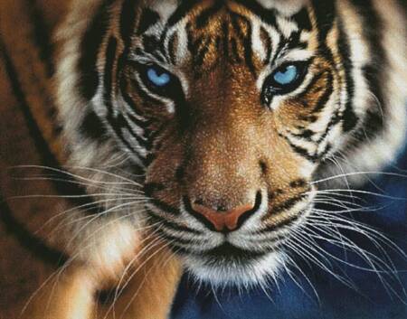 cross stitch pattern Blue Eyed Tiger (Large)