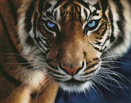 cross stitch pattern Blue Eyed Tiger