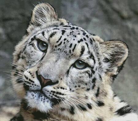 cross stitch pattern Snow Leopard 3 (Large)