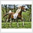 cross stitch pattern Arabian Horse
