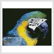 cross stitch pattern Blue and Yellow Macaw