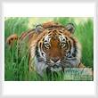 cross stitch pattern Bengal Tiger in Grass