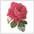 cross stitch pattern Pink Rose