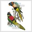 cross stitch pattern Red Collared and Fosters Lorikeets