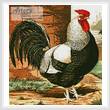 cross stitch pattern Rooster 1