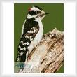 cross stitch pattern Woodpecker
