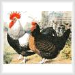cross stitch pattern Rooster and Chicken