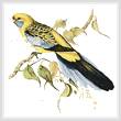 cross stitch pattern Yellow Rumped Parakeet