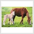 cross stitch pattern Horse with Foal