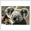 cross stitch pattern Koala Portrait