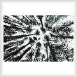 cross stitch pattern Looking up at Pine Trees