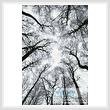 cross stitch pattern Looking up at Winter Trees