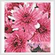 cross stitch pattern Mini Pink Chrysanthemums