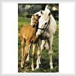 cross stitch pattern Mare and Foal Photo