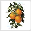 cross stitch pattern Oranges