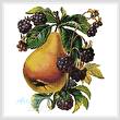 cross stitch pattern Pear and Blackberries