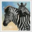 cross stitch pattern Zebra and Foal