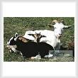 cross stitch pattern Goats