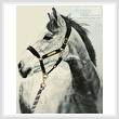 cross stitch pattern Grey Horse