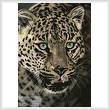 cross stitch pattern After Dark all Cats are Leopards