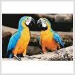 cross stitch pattern Blue and Yellow Macaws