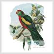 cross stitch pattern King Parrot 2