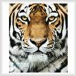 cross stitch pattern Tiger Portrait