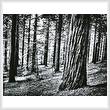 cross stitch pattern Black and White Forest