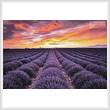 cross stitch pattern Field of Lavender at Sunrise