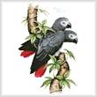 cross stitch pattern African Grey Parrots