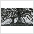 cross stitch pattern Branching Out - Black and White