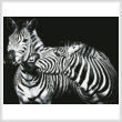 cross stitch pattern Black and White Zebras