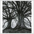 cross stitch pattern Branching Out - Black and White (Crop)