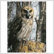 cross stitch pattern Owl Photo