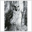 cross stitch pattern Owl Photo Black and White