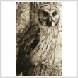 cross stitch pattern Owl Photo Sepia (Crop)